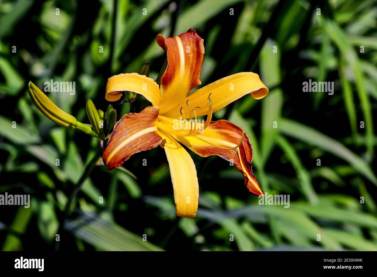 Flower of daylily named Jean, Hemerocallis, Liliaceae, Bavaria, Germany Stock Photo
