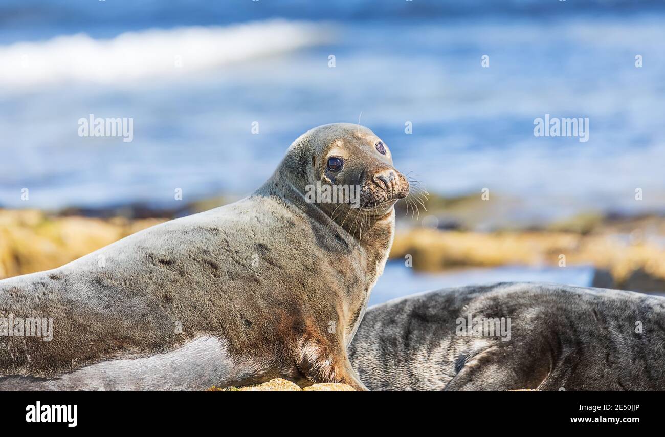 Close up photo of seal on the seashore of the North Sea. Northumberland. UK Stock Photo