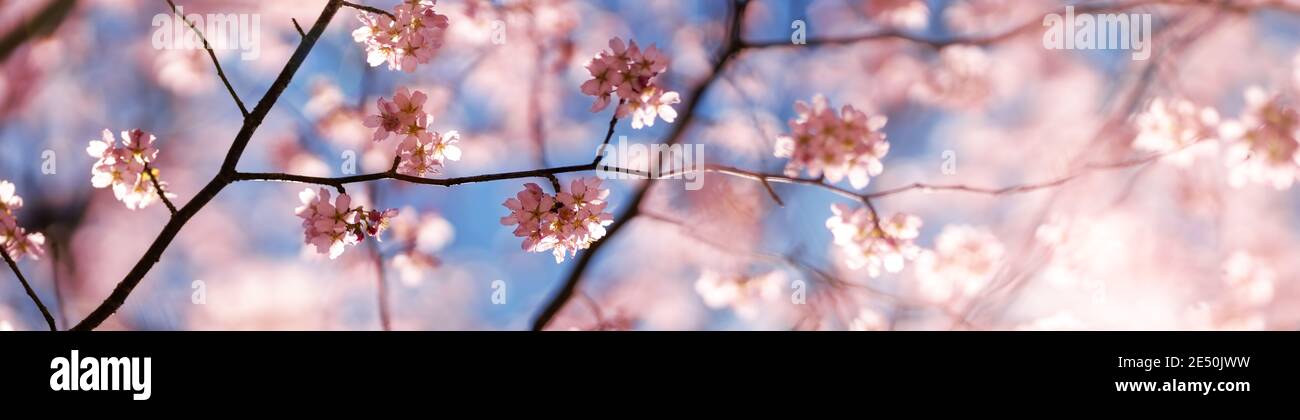 Blurred sakura tree twigs on blue background. Stock Photo