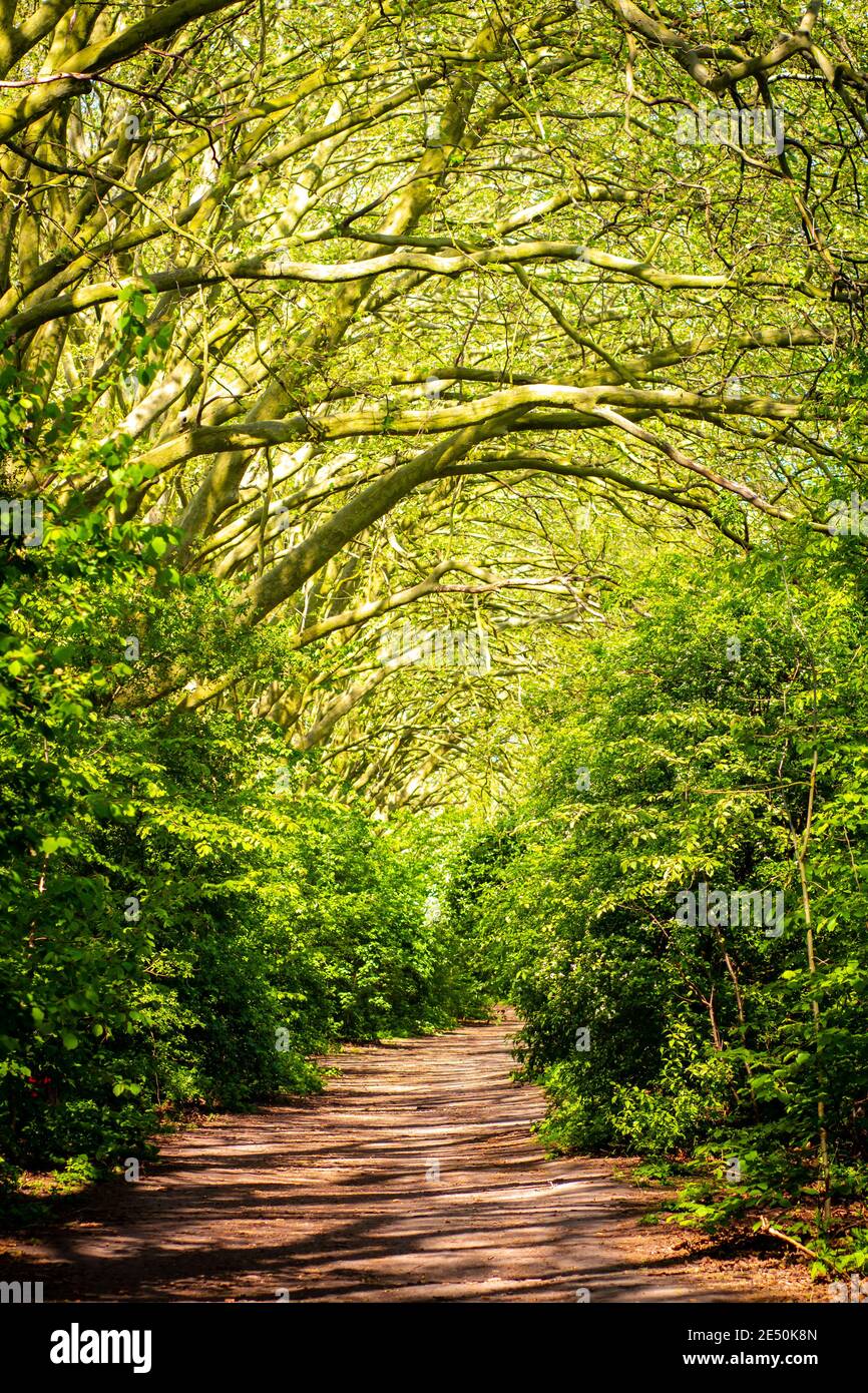 An empty path leading through the forest in Hackney, London Stock Photo ...