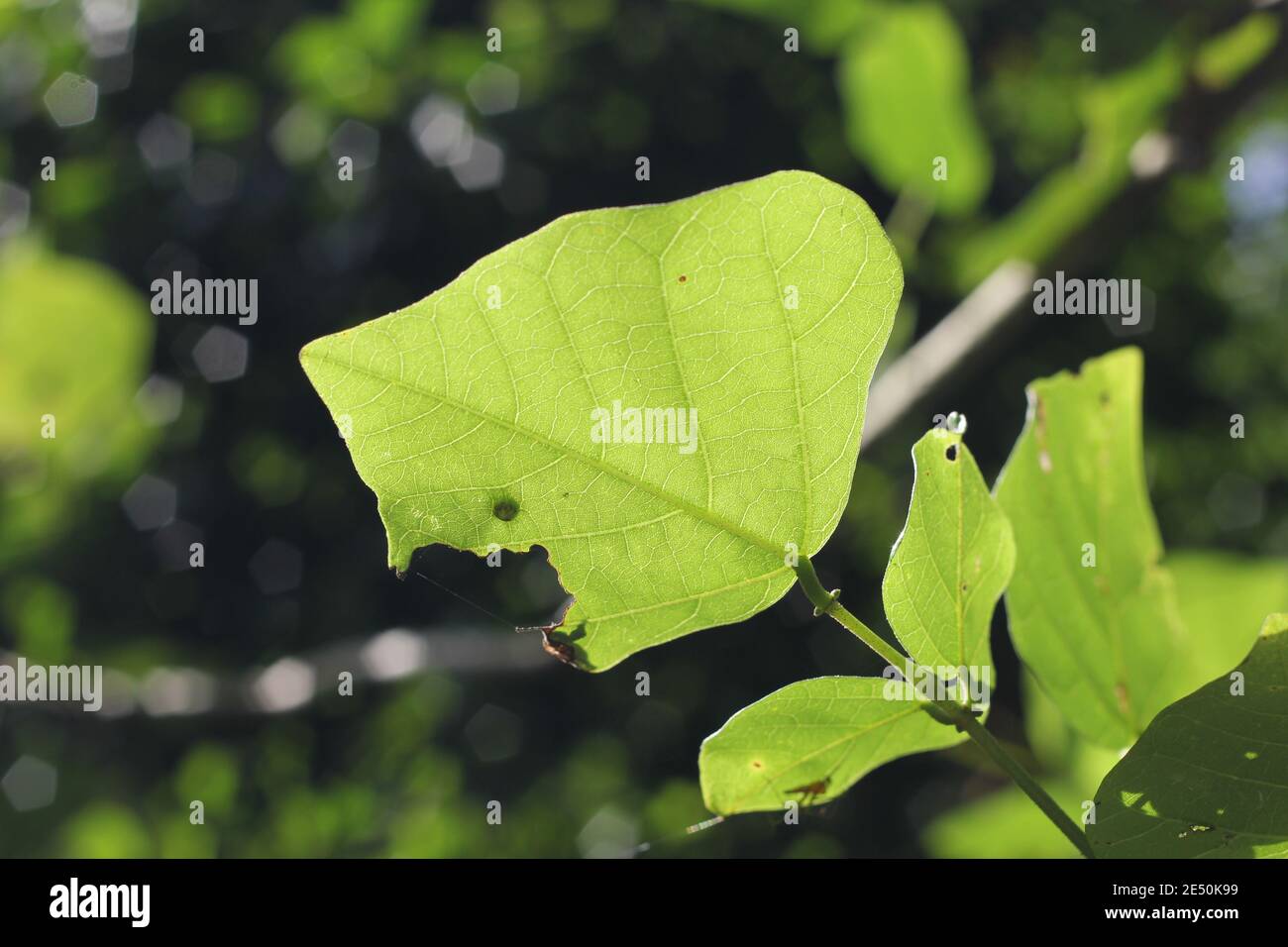 Sunlight go through large green leaf, beautiful view from under the leaf Stock Photo