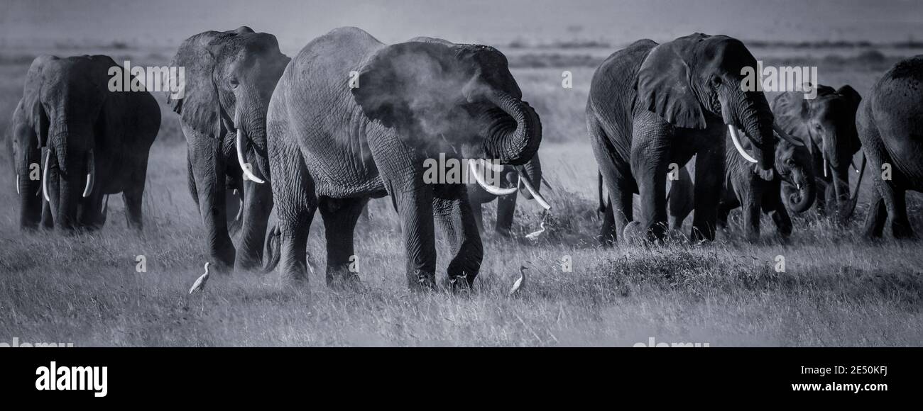 African elephant sprays dust with trunk (dust bath) while walking with herd on dusty Amboseli savannah in Kenya. Black and white monochrome elephants Stock Photo