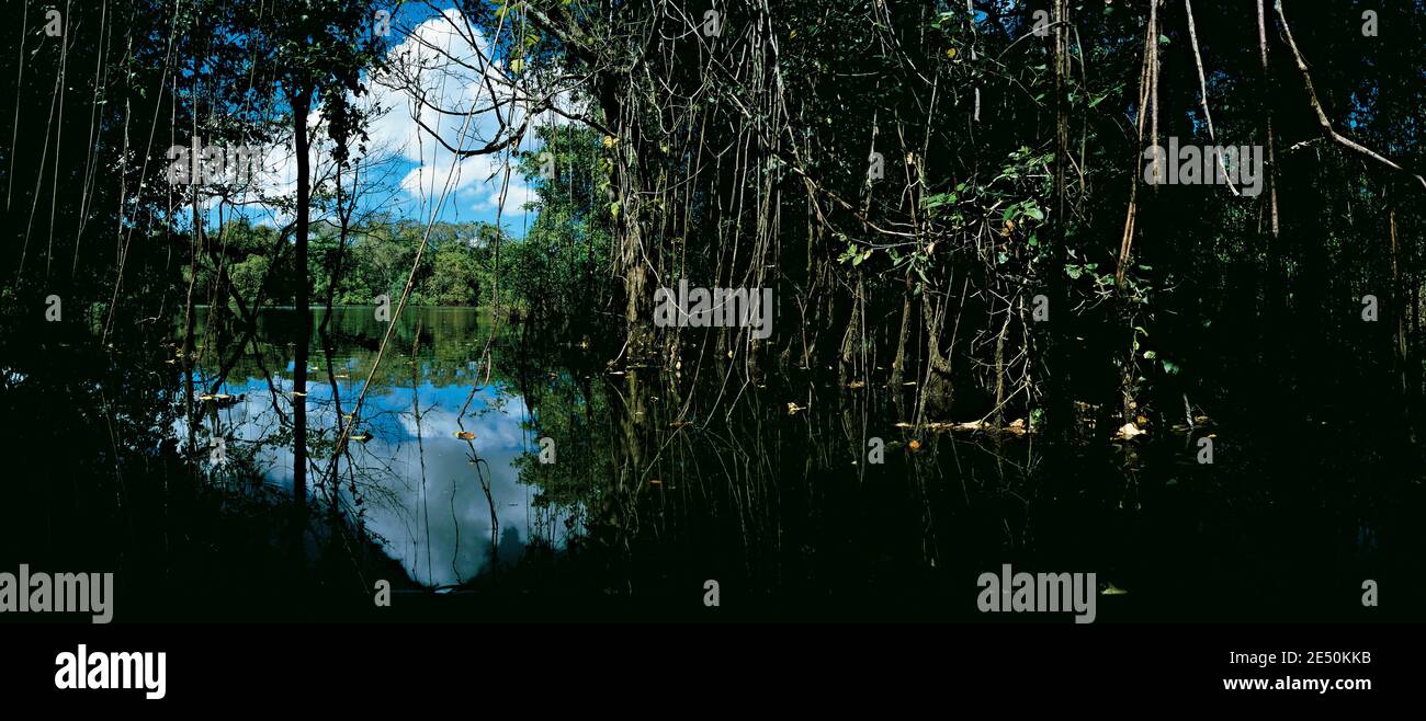 Flooded forest by the Javae River banks, Bananal Island, Tocantins State, Amazon rainforest, Brazil. Stock Photo