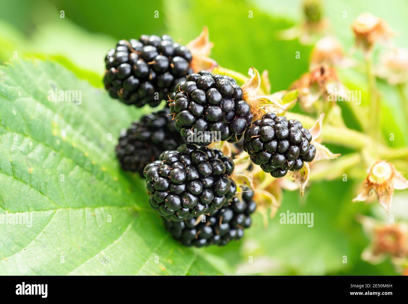 Natural fresh blackberries in a garden. Bunch of ripe blackberry fruit Rubus fruticosus on