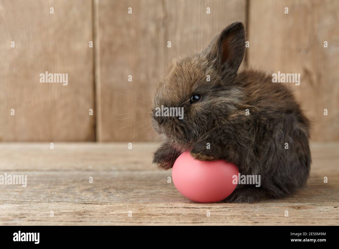 Easter bunny rabbit with painted egg on wooden background Stock Photo