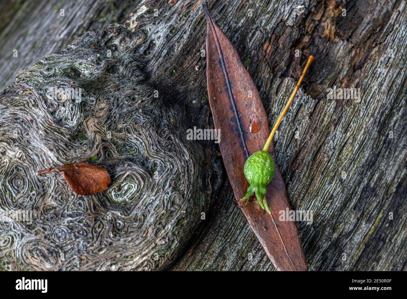 Old logs in central hi res stock photography and images Alamy Old logs in central hi res stock photography and images Alamy