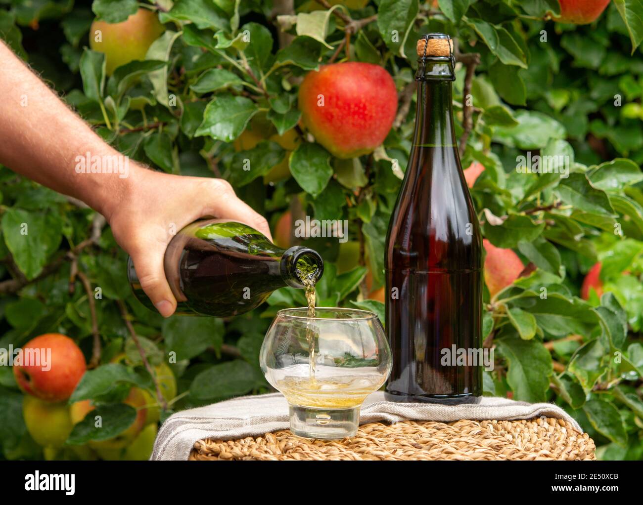 Pouring of brut apple cider from Normandy in glass, France and green