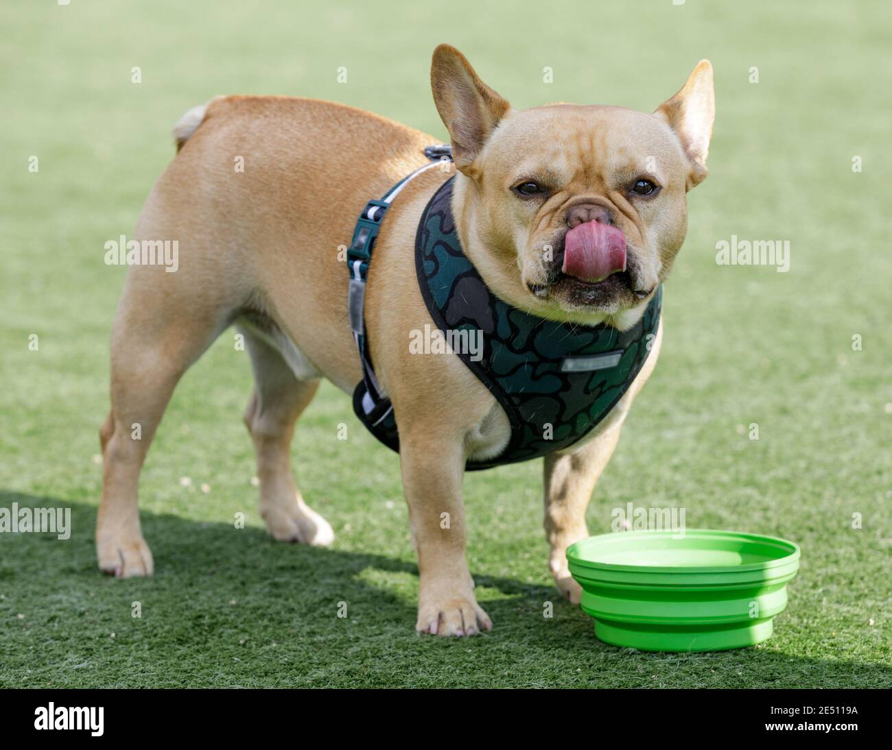 French bulldog drinking water hires stock photography and images Alamy