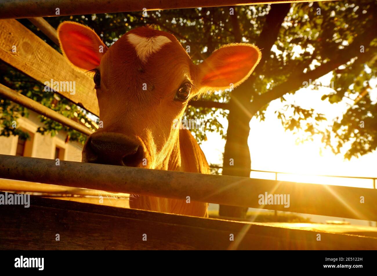 Cute little calf with a white spot in a shape of heart on its head, looking to the camera from behind the bars of a fence, illuminated by the morning Stock Photo