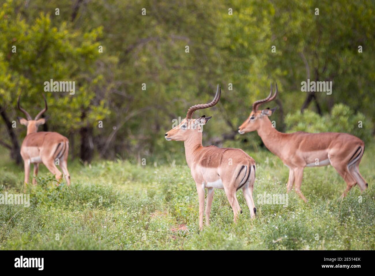 Close up of a herd of waterbucks grazing in south african savanna, surrounded by trees and vegetation Stock Photo