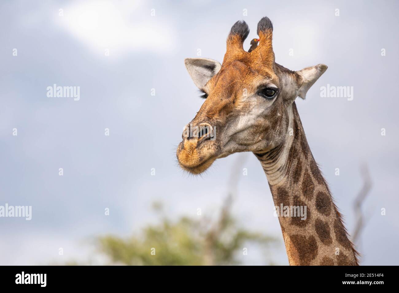 Close up of a giraffe head with an oxpecker between the horns, against a bokeh background Stock Photo