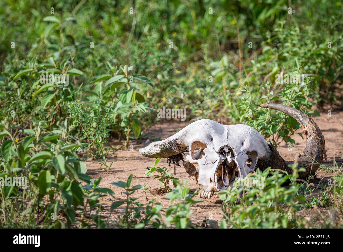Close up of the white skull of buffalo, lying on brown dirt among patches of green grass Stock Photo