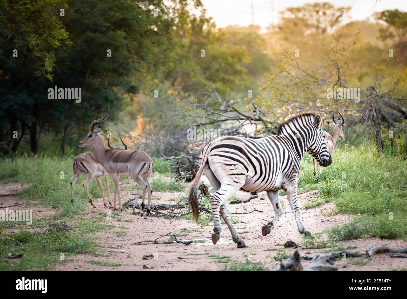 A zebra and a herd of impala are running down a dirt road in south african savanna at sunset Stock Photo