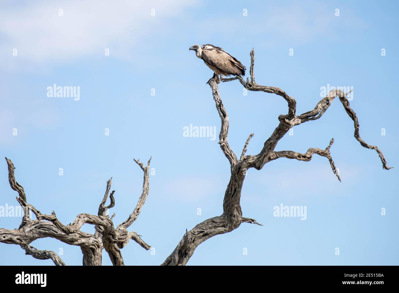 In south african savanna a vulture is perched on a branch of a dead tree, against a blue sky with puffy clouds Stock Photo