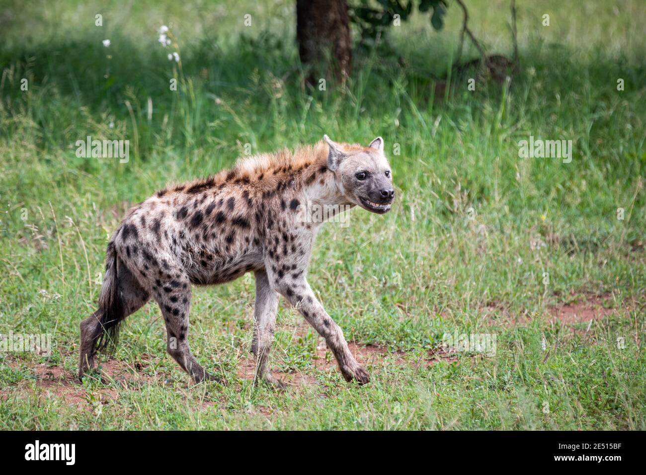 In south african savanna, a large male hyena is hunting among green bushes Stock Photo