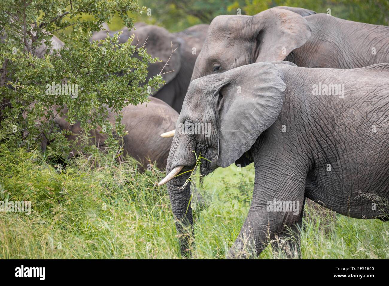 Close up of a parade of grey elephants grazing among green bushes Stock Photo