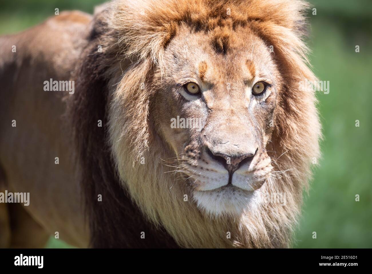 Close up portrait of a large male lion looking sideways, against a green bokeh background Stock Photo