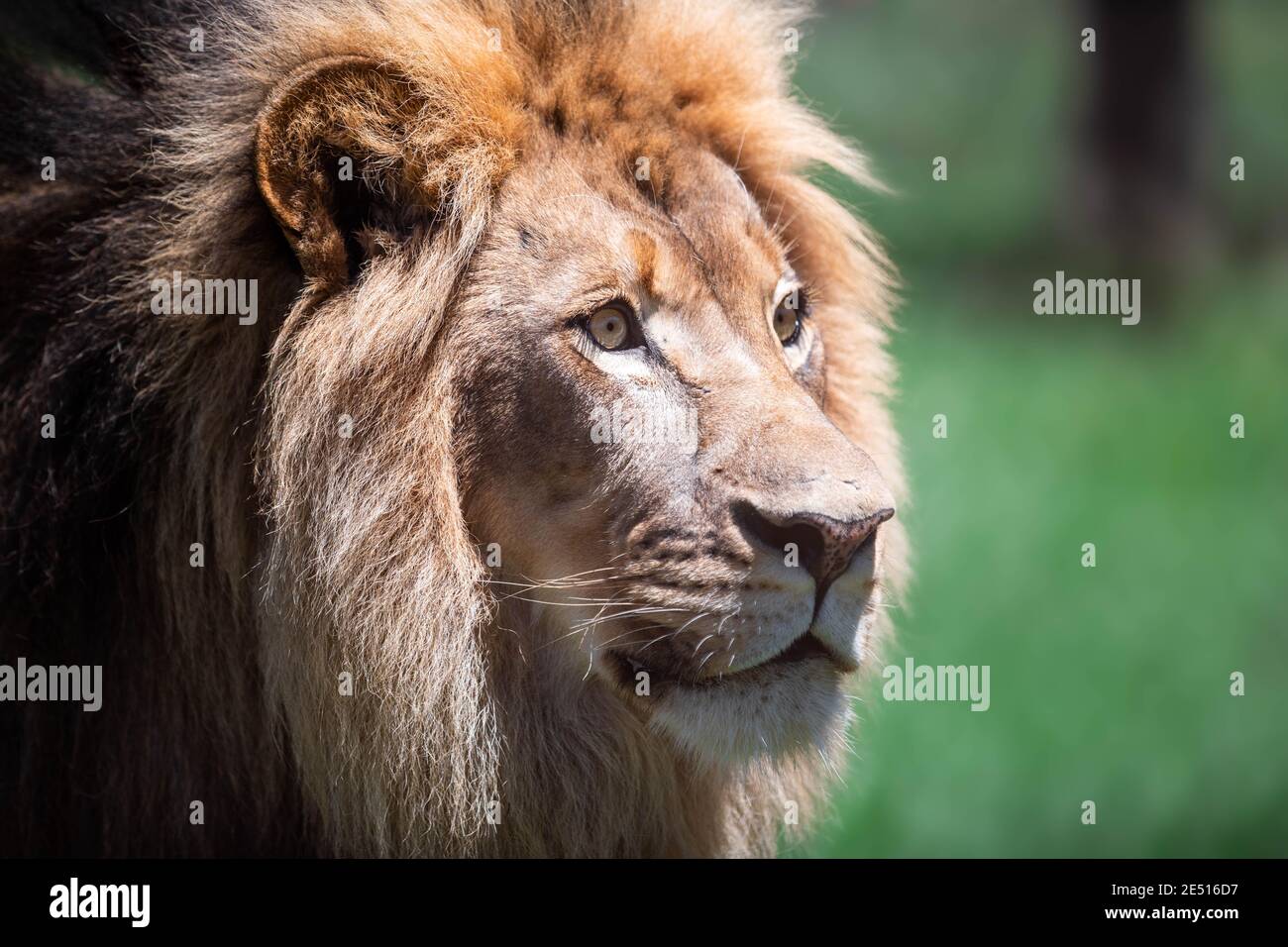 Close up portrait of a large male lion looking sideways, against a green bokeh background Stock Photo