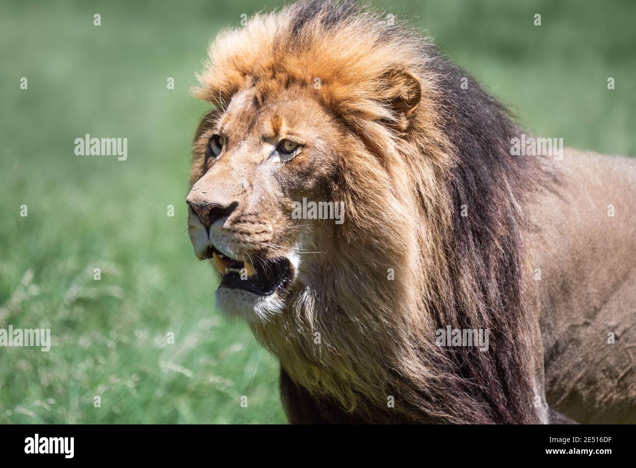 Close up portrait of a large male lion roaring, against a green bokeh background Stock Photo