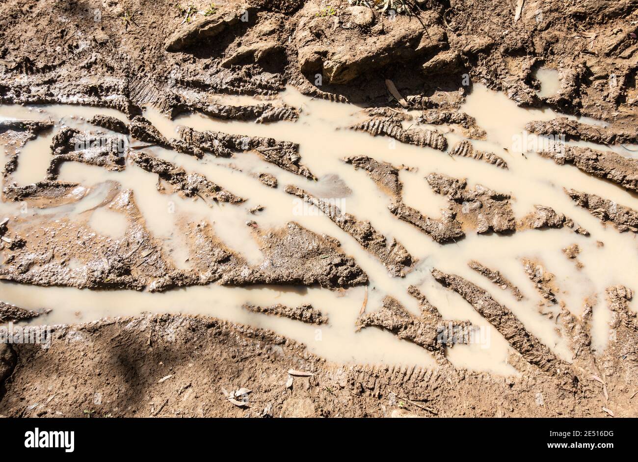 Mountain bike tyre tracks on muddy footpath following heavy rain. Stock Photo