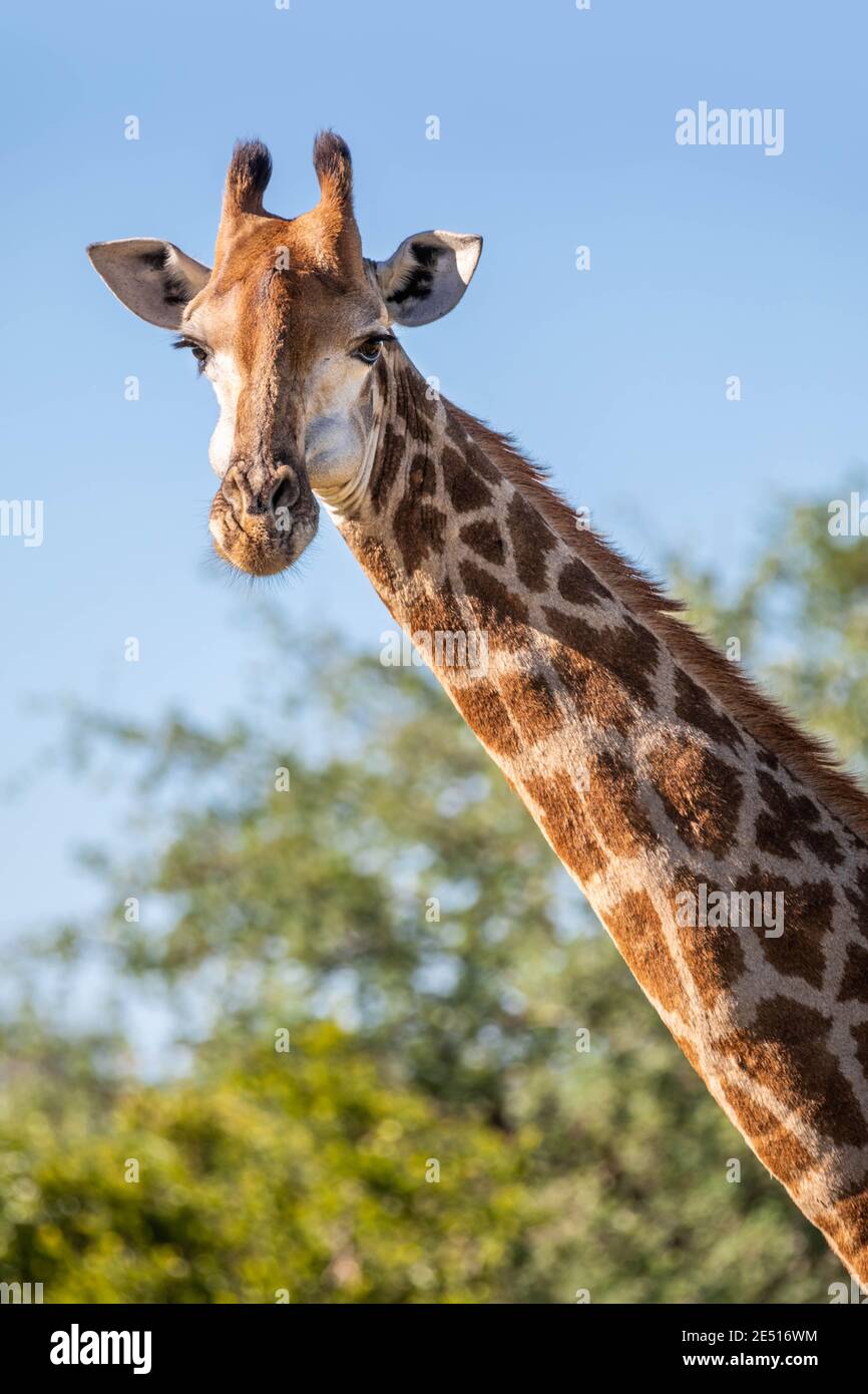 Long neck animals hi-res stock photography and images - Alamy Long neck animals hi-res stock photography and images - Alamy