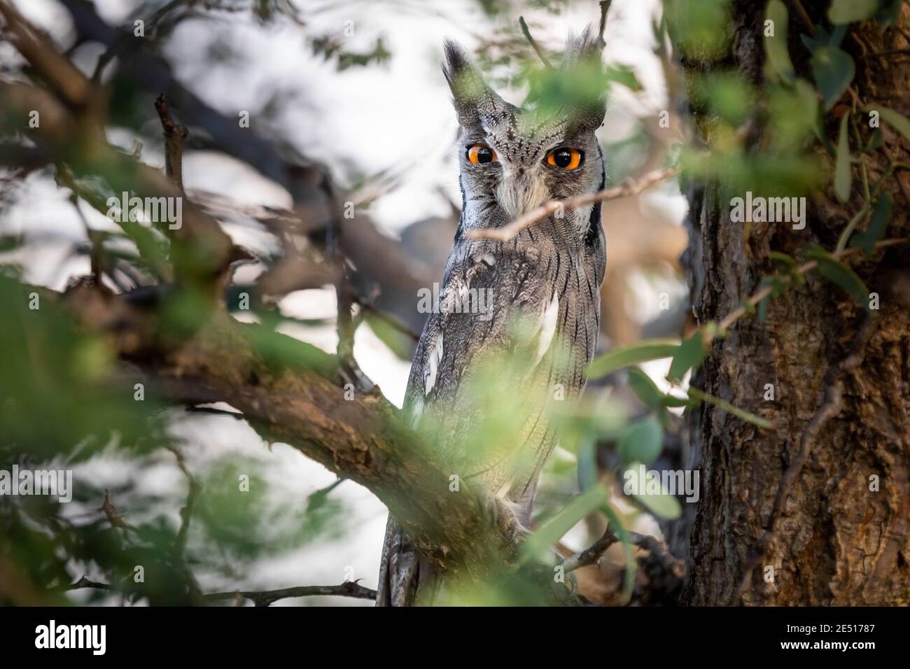 Close up of a grey own perched on a tree partially hidden by leaves and staring back at the camera with large orange eyes Stock Photo