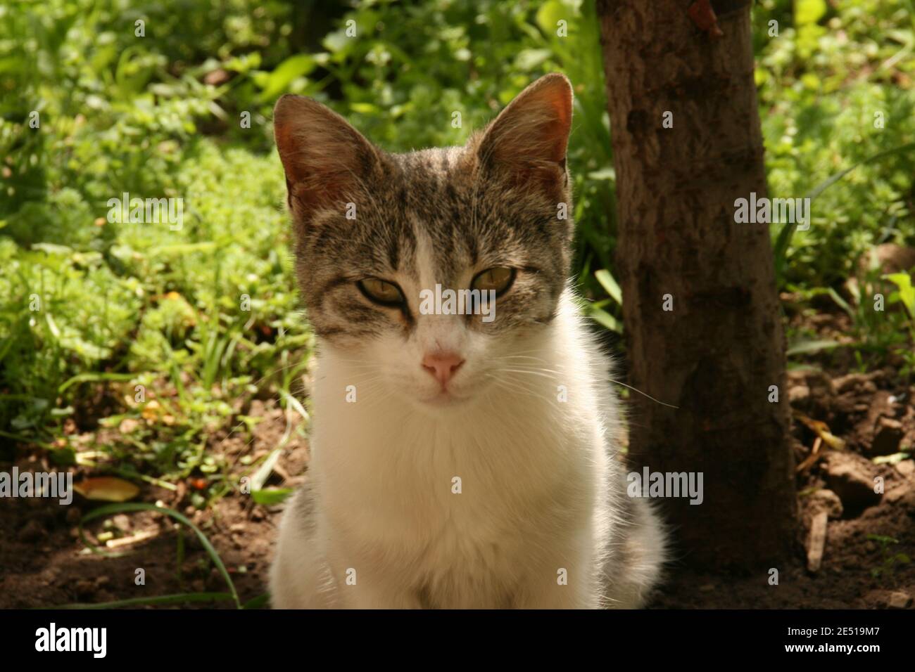 Portrait of a cute white and grey cat in the garden Stock Photo - Alamy