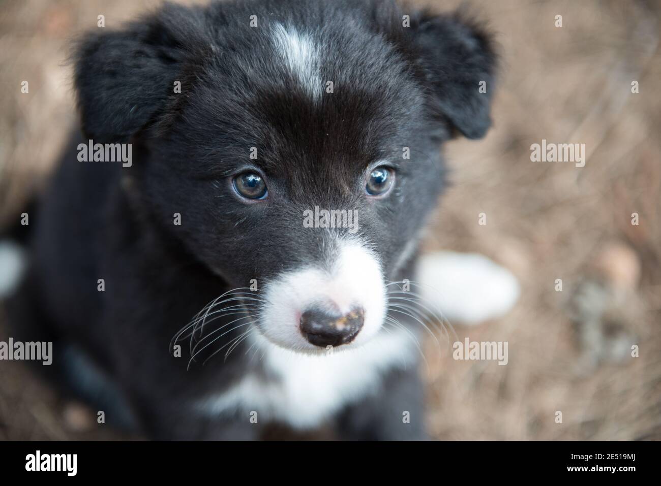 Husky border collie hi-res stock photography and images - Page 2 - Alamy, image size:1300x957