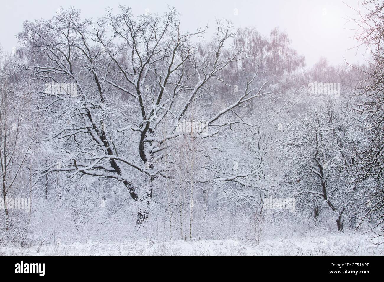 snow covered with fluffy soft snow Stock Photo - Alamy