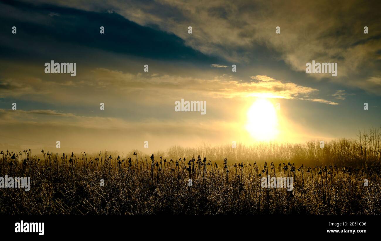 Seeds rises hi-res stock photography and images - Alamy