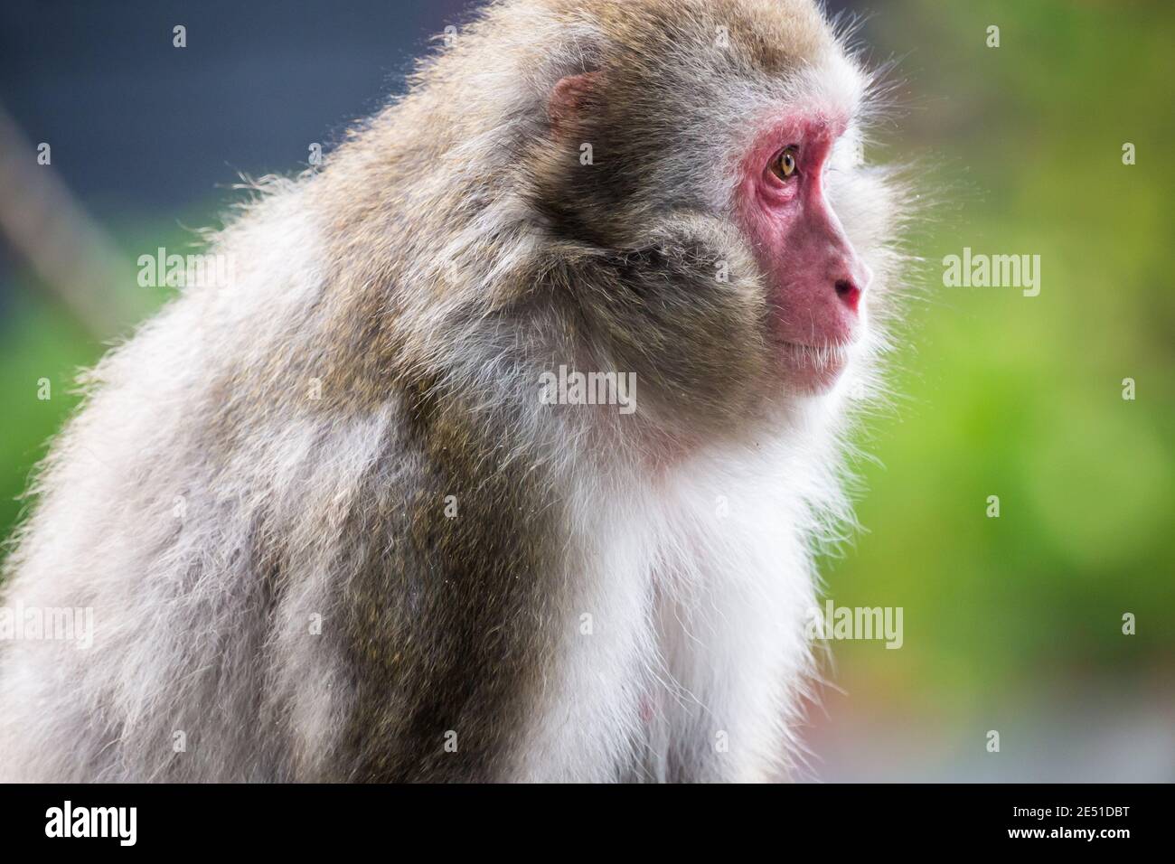 Close up of an adult japanese macaque looking sideways, against a green bokeh background Stock Photo