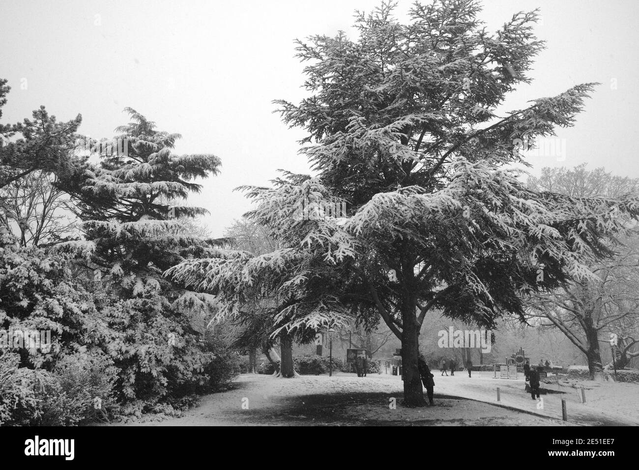 snowy trees at the horniman garden Stock Photo