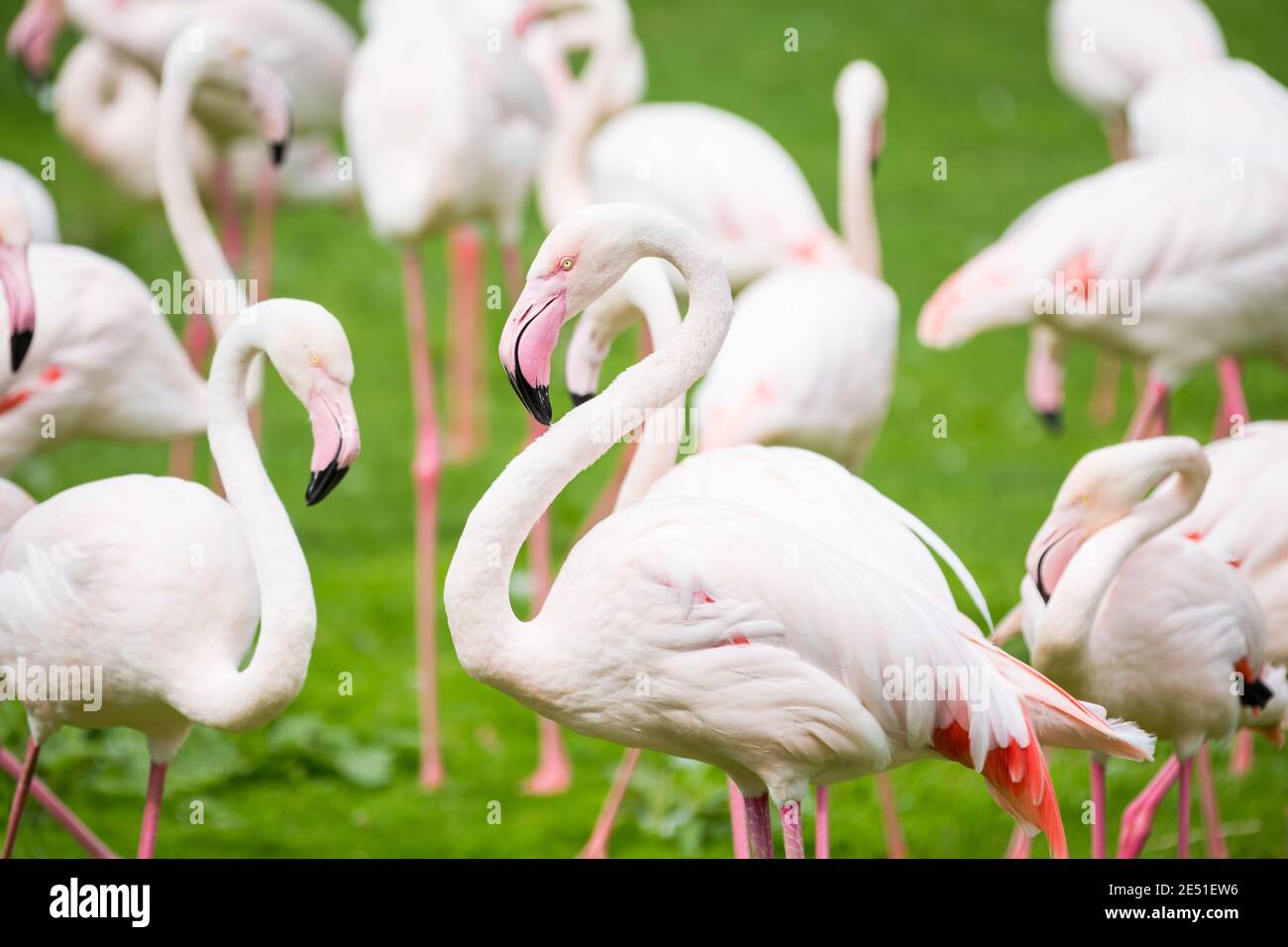 Close up of a pat of pink flamingos resting on a meadow Stock Photo