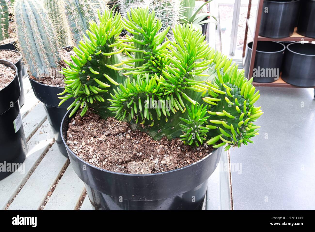 An Eve's Needle Crest Cactus in a green pot Stock Photo