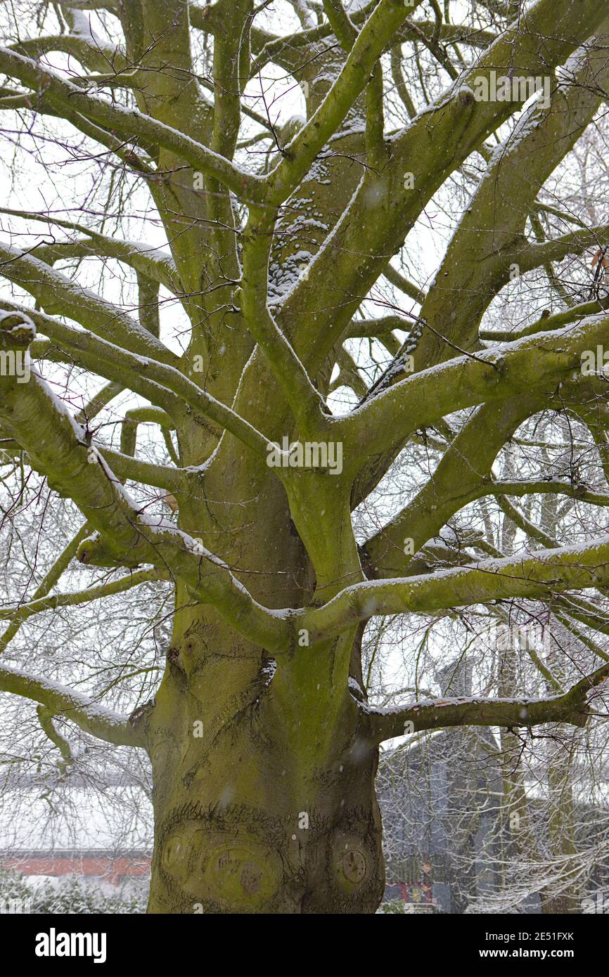 Copper beech tree hires stock photography and images Alamy