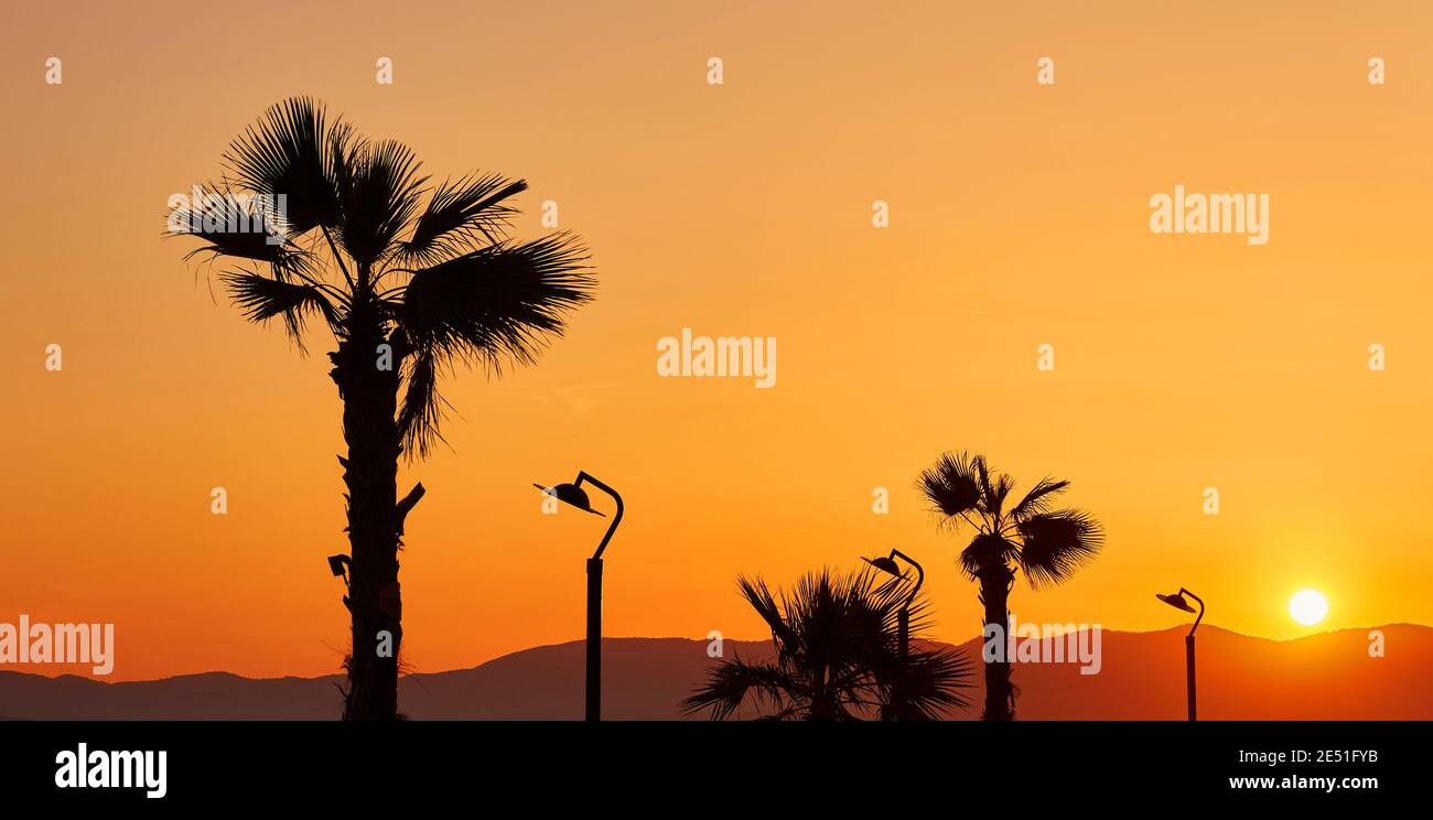 Palms Of Konyaalti Promenade Antalya In Turkey Stock Photo Alamy Palms Of Konyaalti Promenade Antalya In Turkey Stock Photo Alamy
