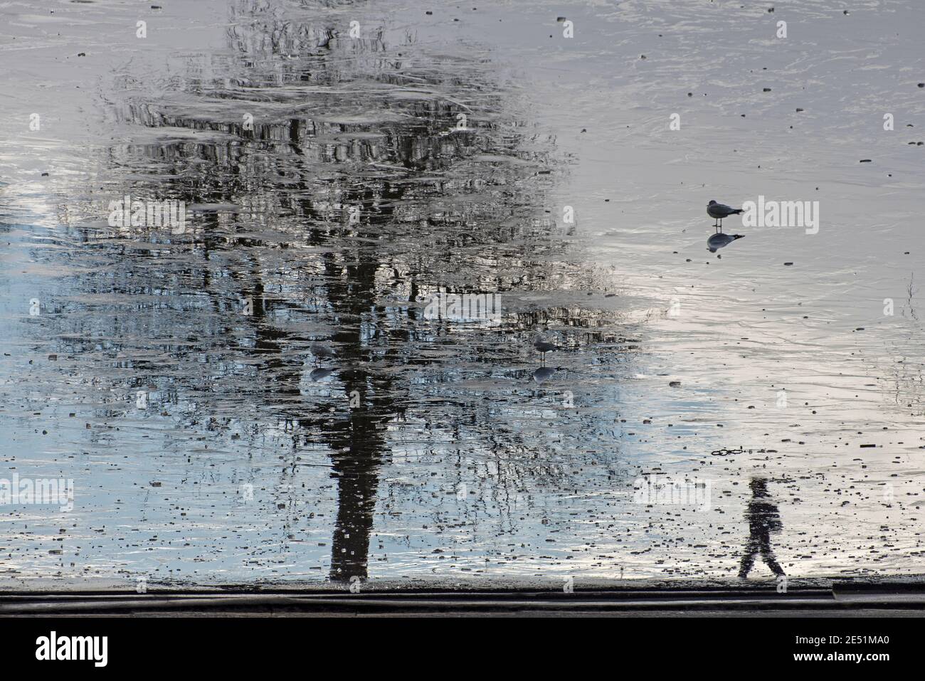 Reflections on a frozen pond in Inverleith Park, Edinburgh, Scotland, UK. Stock Photo