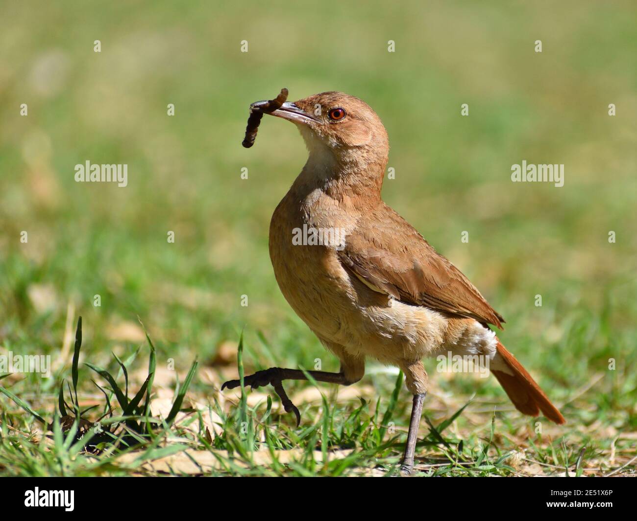 rufous hornero (Furnarius rufus), national bird of Argentina and Uruguay, feeding on the ground in a public park in Buenos Aires Stock Photo