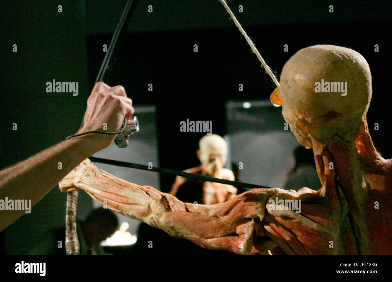 'Our Body exhibition in Lyon, France on May 29, 2008. Consisting of actual human bodies and organs this exhibit literally goes ''under the skin'', revealing the mysteries of the human anatomy. The bodies, specimens and organs have been preserved using a process known as polymer impregnation. Photos by Vincent Dargent/ABACAPRESS.COM' Stock Photo