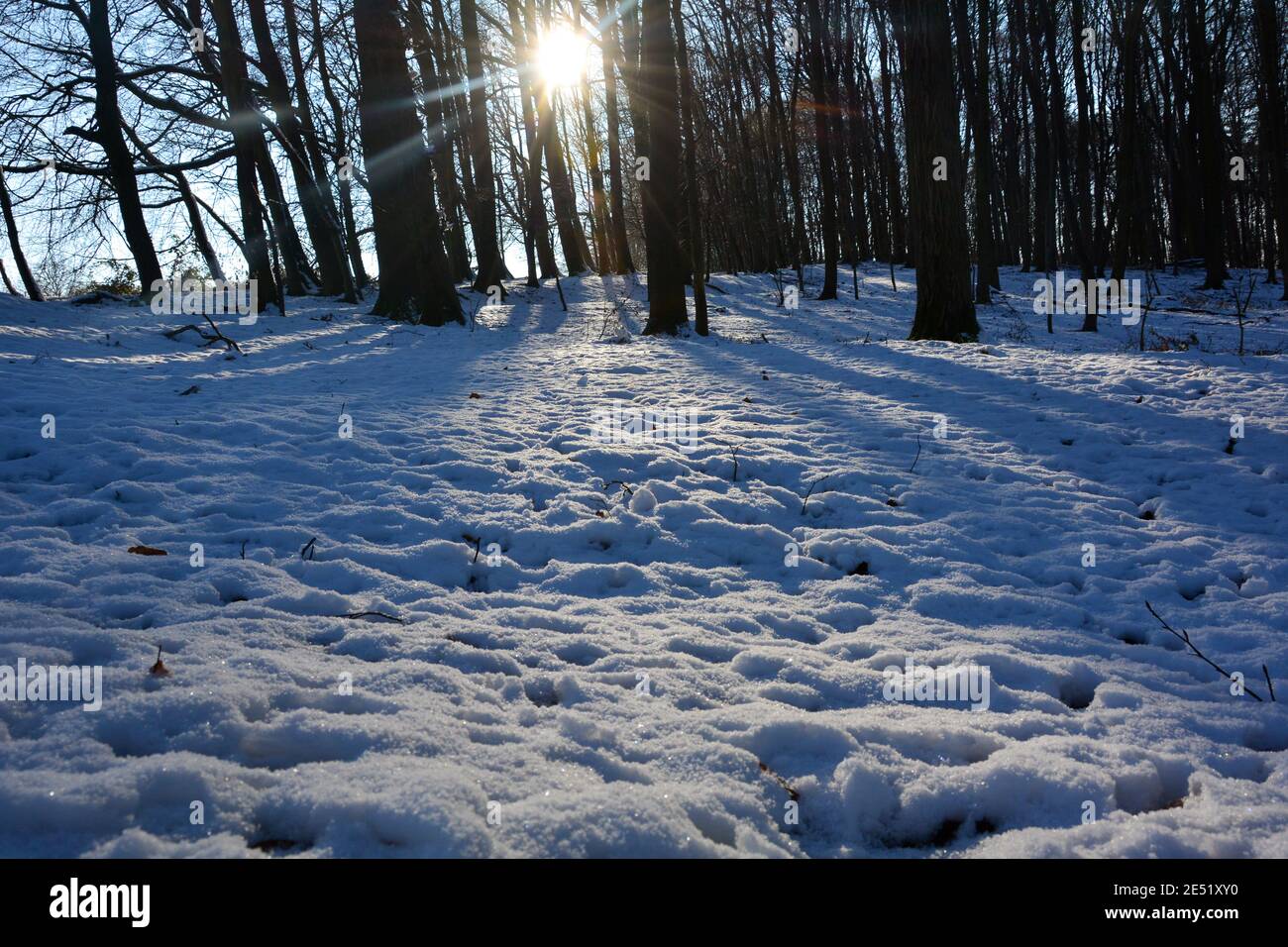 Trees at sunrise in the forest, winter with snow and shining sun and ...