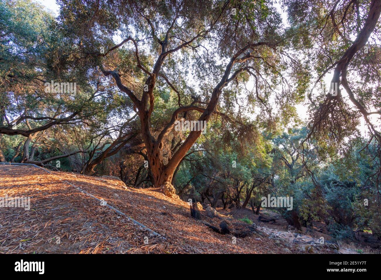 Mediterranean forest, bio agriculture. Olive trees. Corfu island. Greece Stock Photo