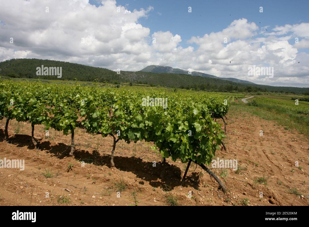 Jolie vigne hires stock photography and images Alamy