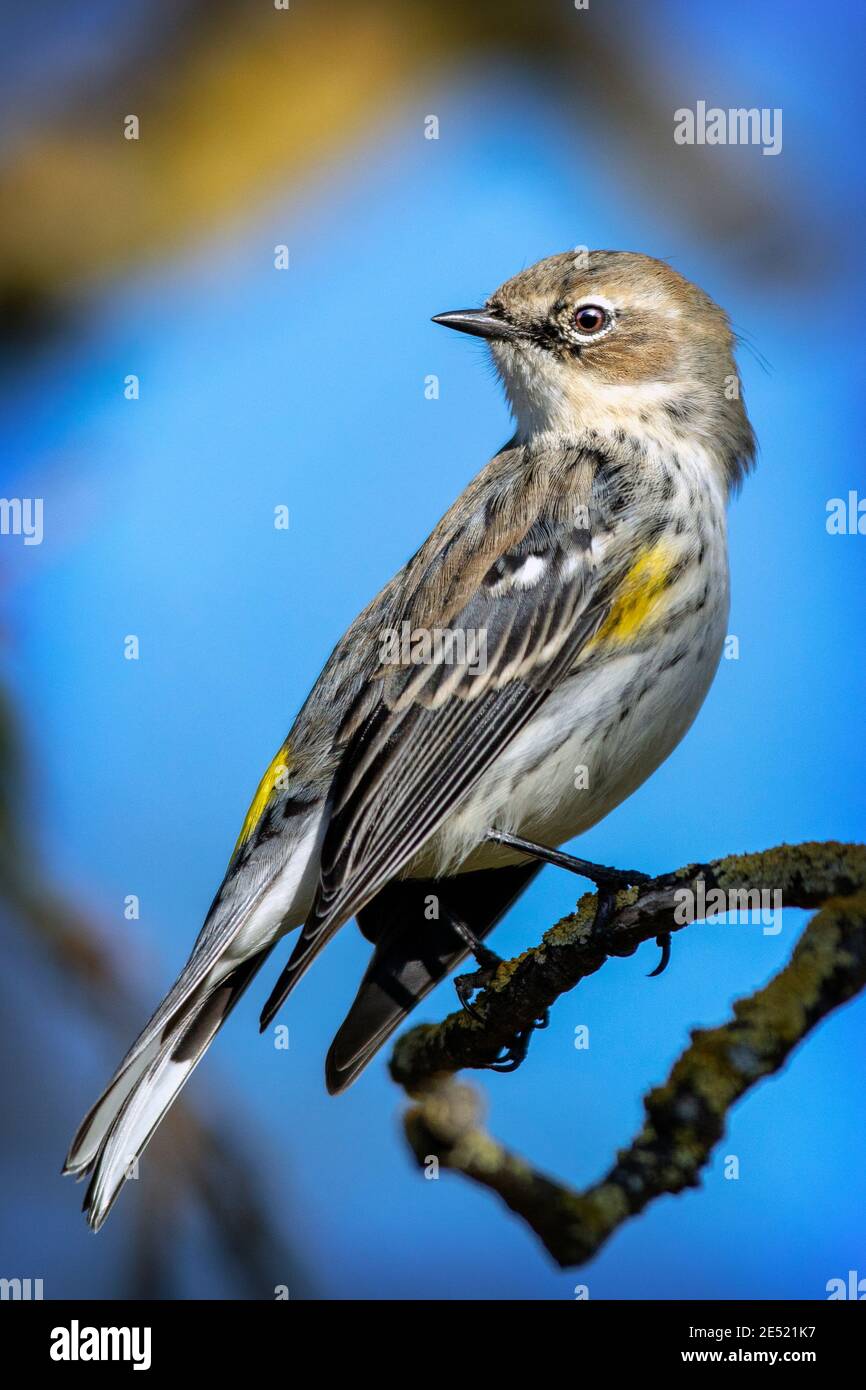 Yellow warbler in flight hi-res stock photography and images - Alamy