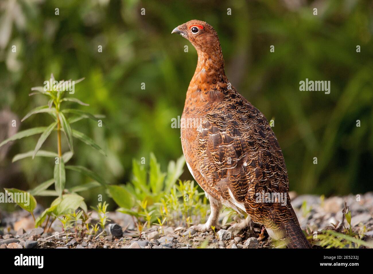 Tarmigan hi-res stock photography and images - Alamy