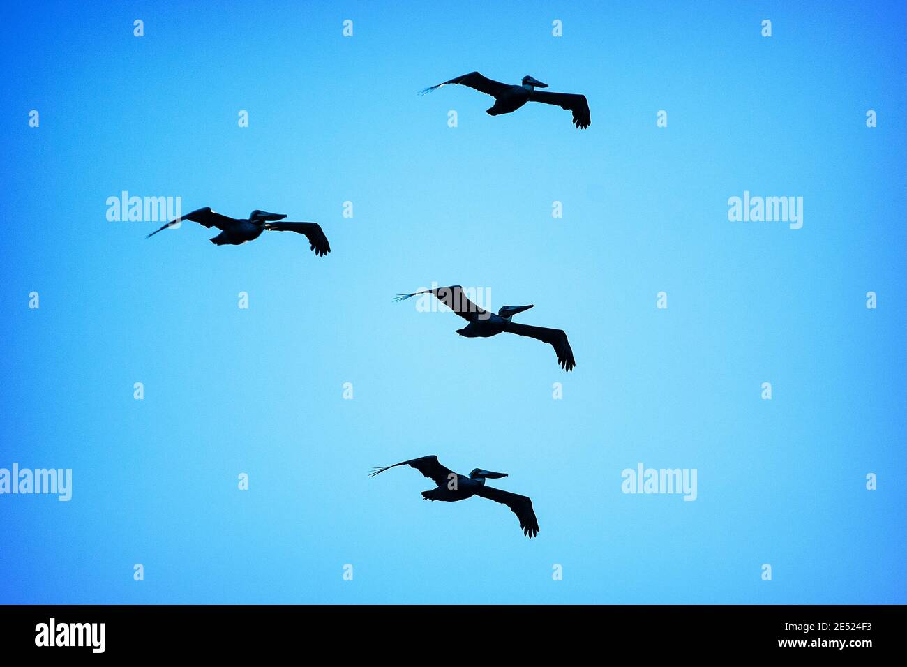Four Brown Pelican (Pelecanus occidentalis) flying in Monterey, California Stock Photo