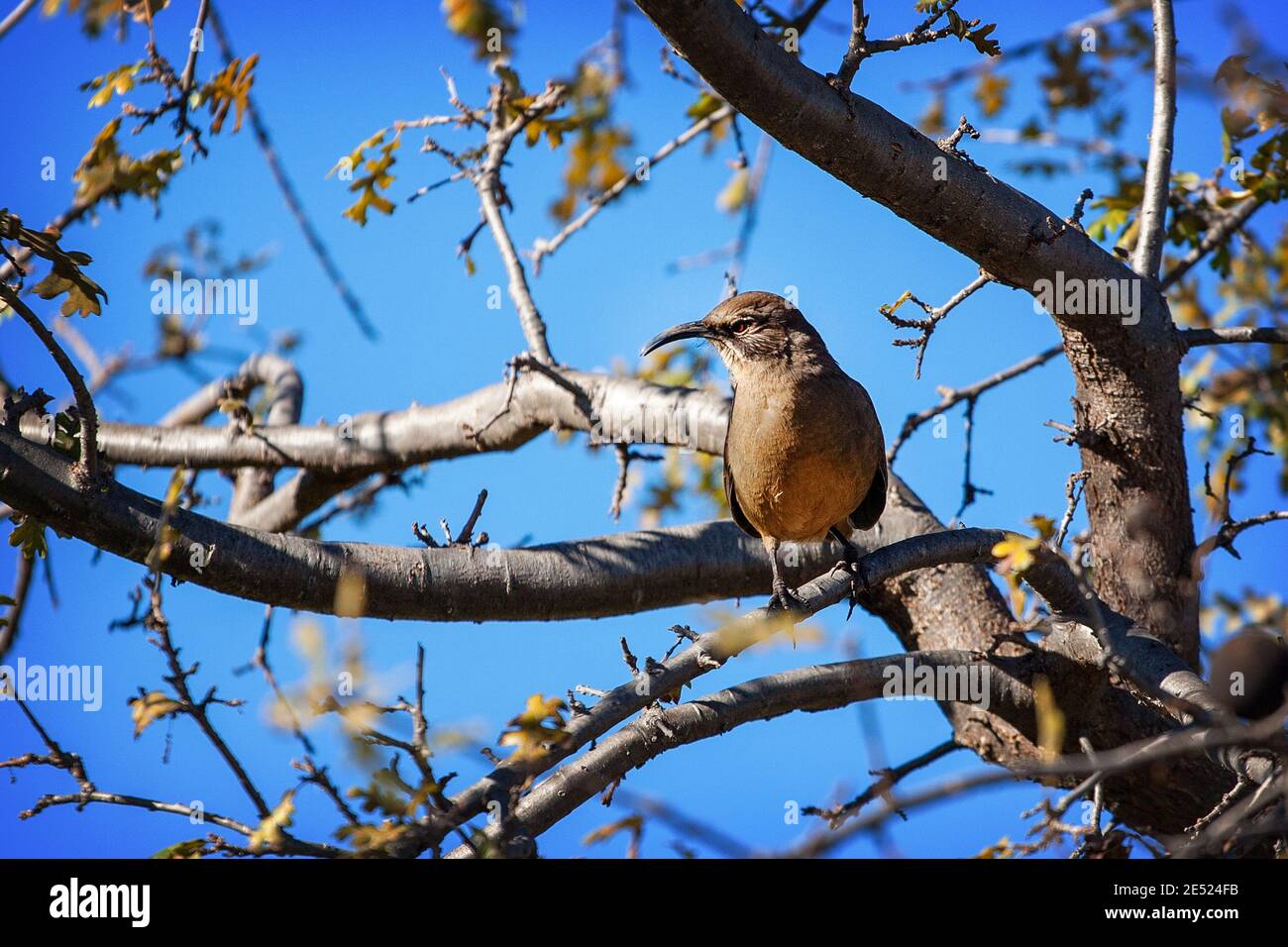 A California thrasher (Toxostoma redivivum) bird in Palo Alto, California Stock Photo