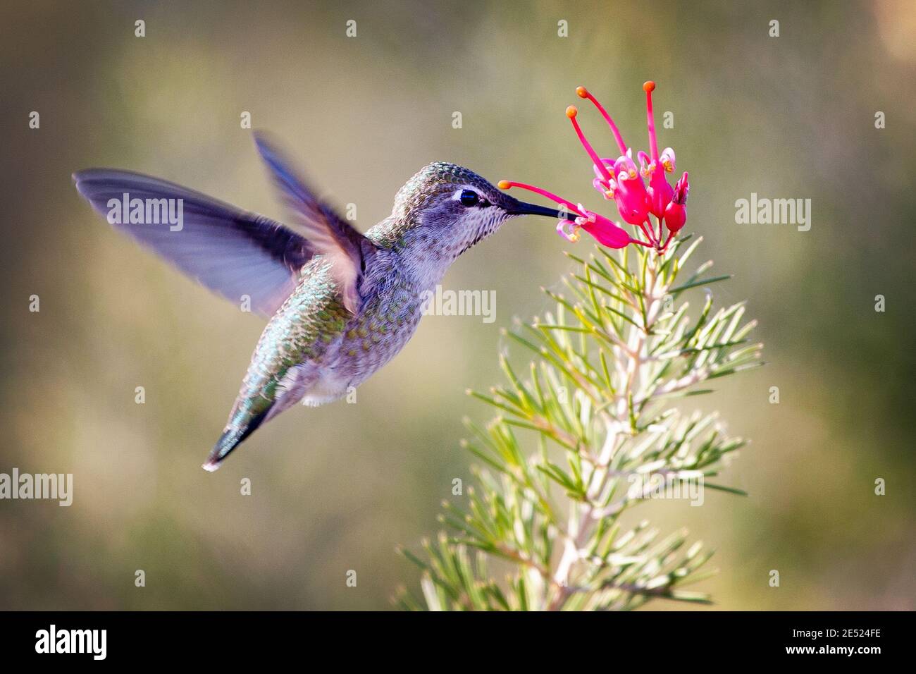 Female Anna's Hummingbird (Calypte anna) feeding in Palo Alto, California Stock Photo