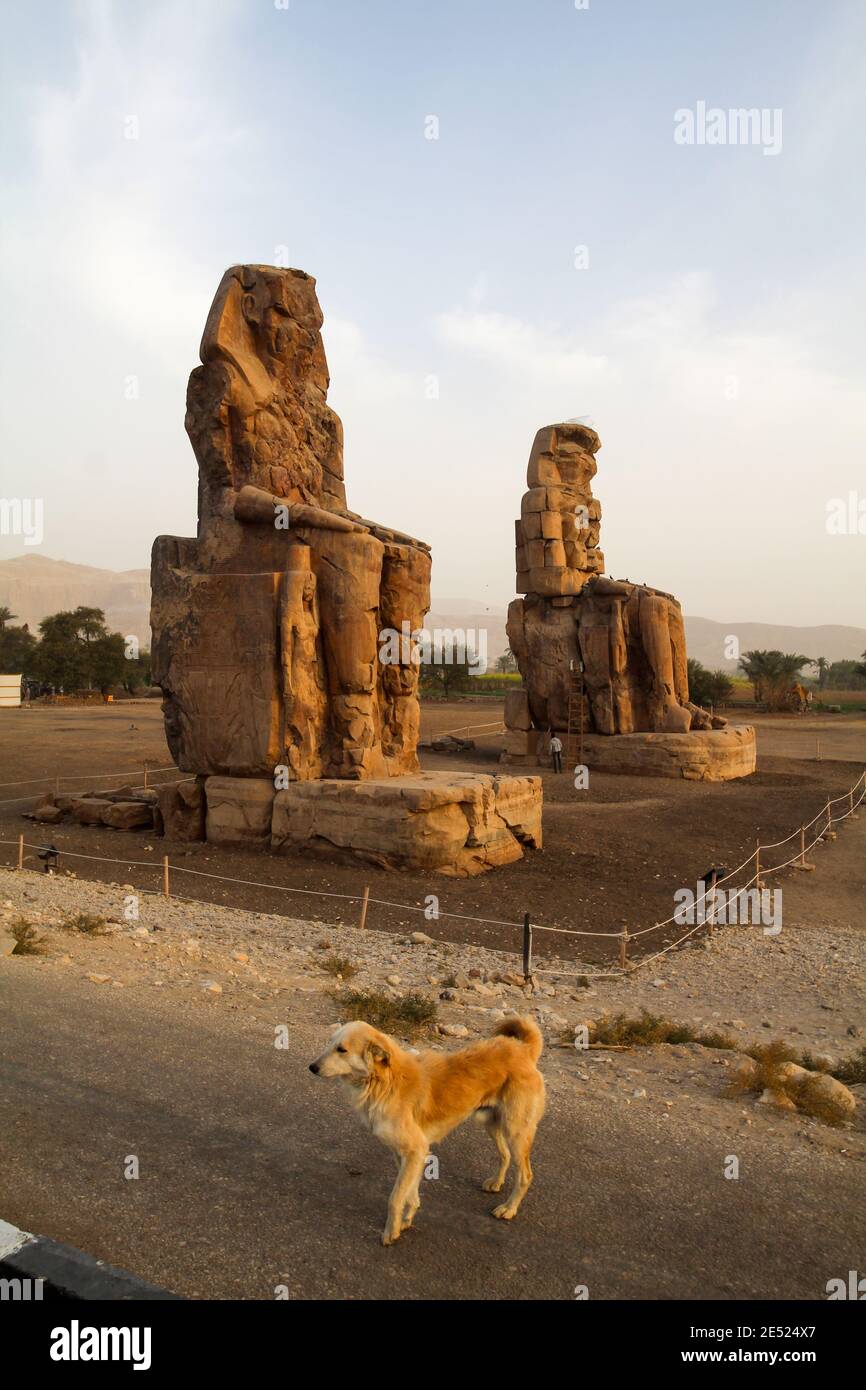Famous colossi of Memnon, giant sitting statues, a dog in front, Luxor