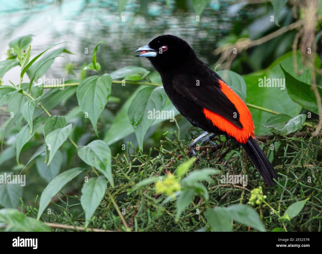 A male Scarlet-rumped Tanager (Ramphocelus passerinii) in Costa Rica Stock Photo