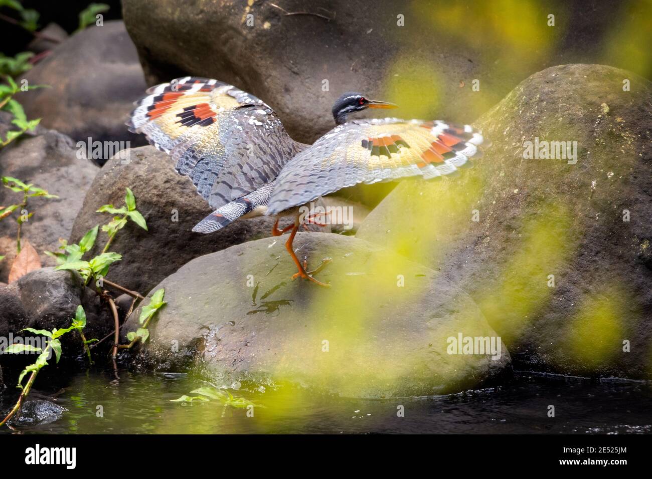 Hunting along a stream in Cartago Province, Tayutic, Costa Rica the Sunbittern (Eurypyga helias) Bird Stock Photo